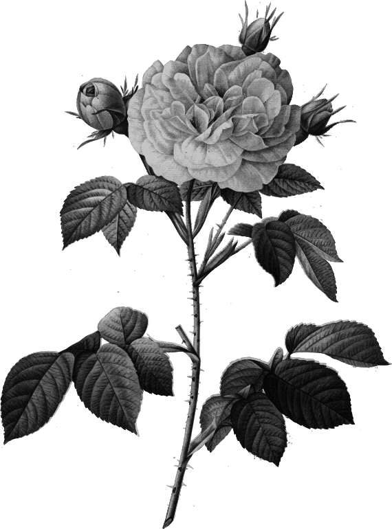 Redoute - Rosa alba regalis - grayscale
