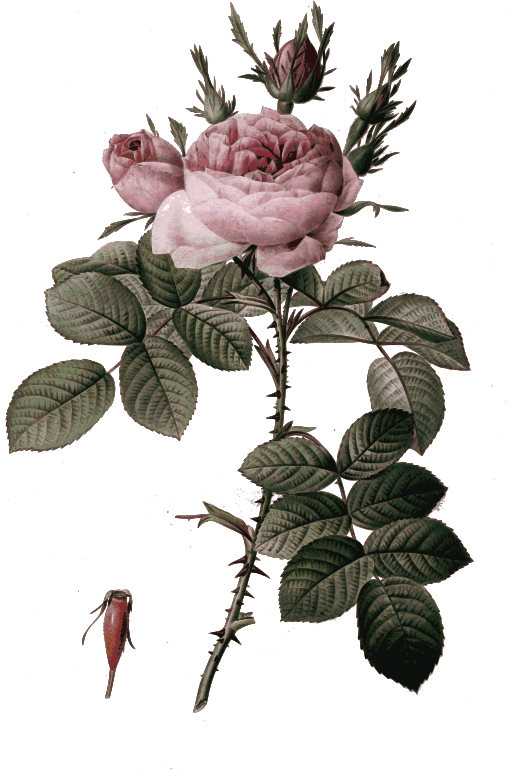 Redoute - Rosa bifera officinalis - color 2