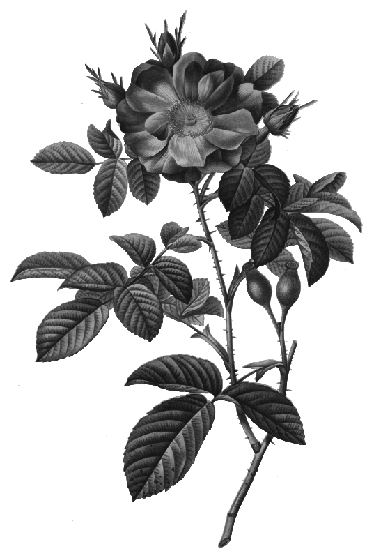 Redoute - Rosa damascena - grayscale