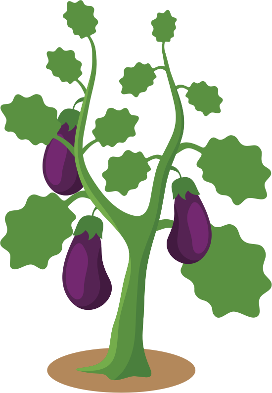 Eggplant (#4)