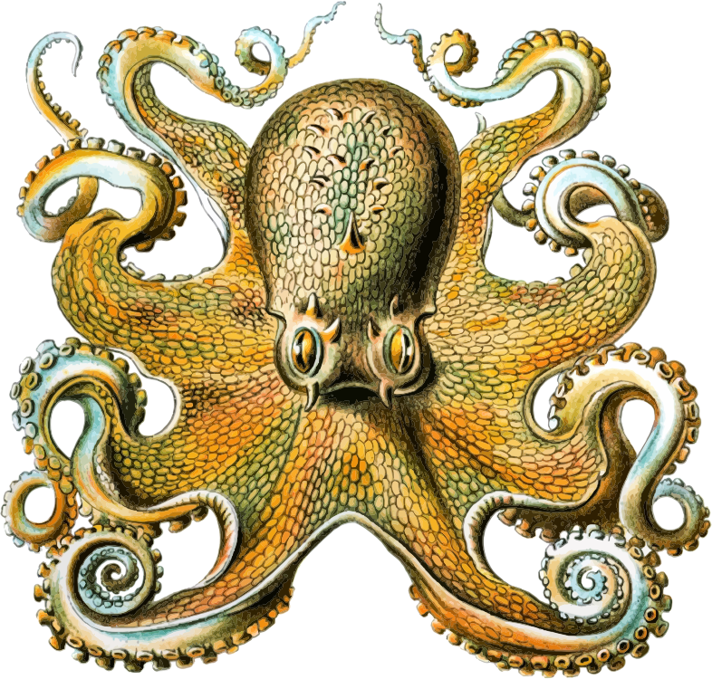 Octopus Ernst Haeckel