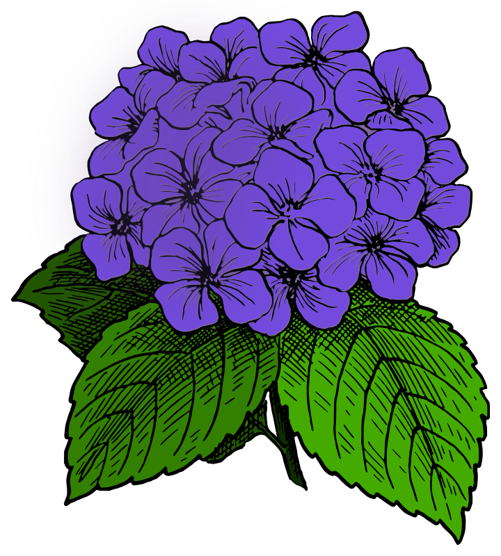Hydrangea - Purple