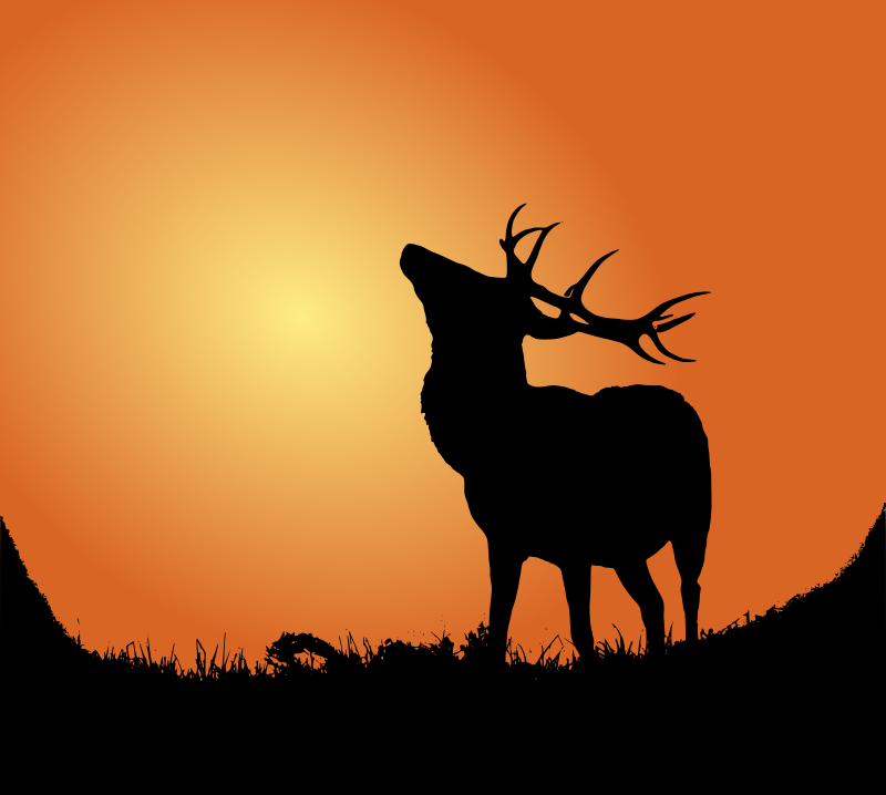 Deer silhouette in sunset