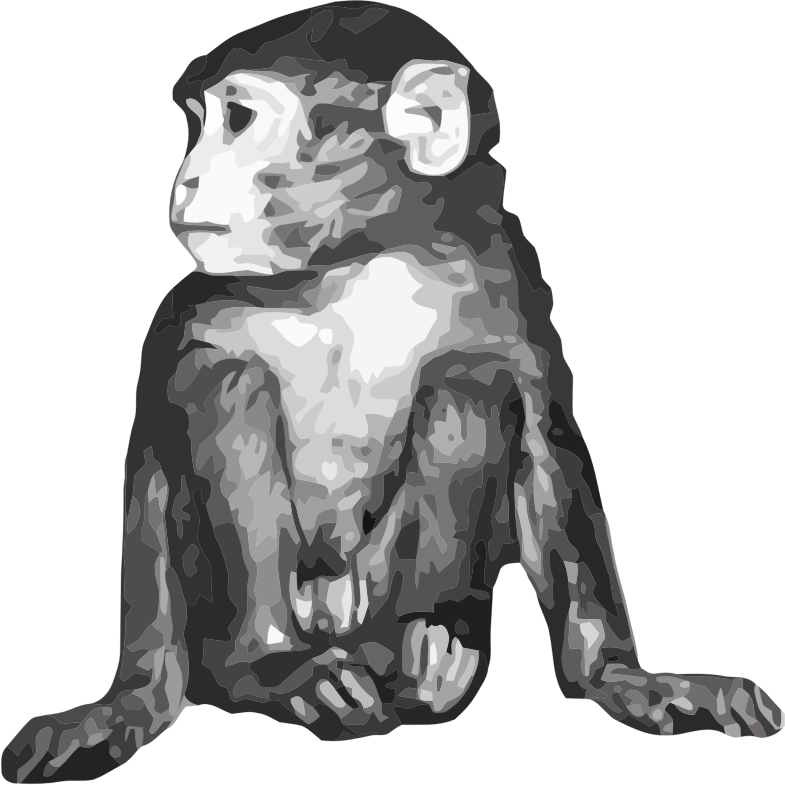 baby rhesus monkey / macaque
