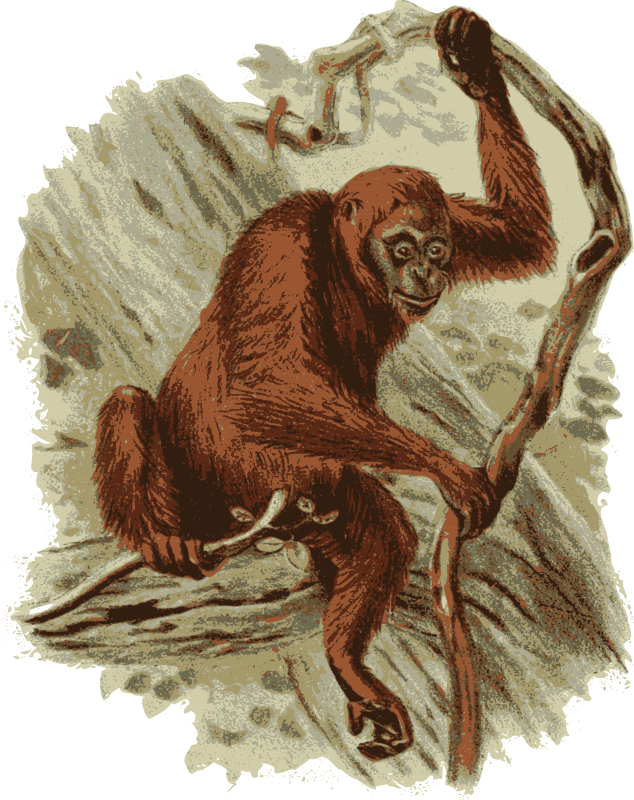 Orangutan in a Tree