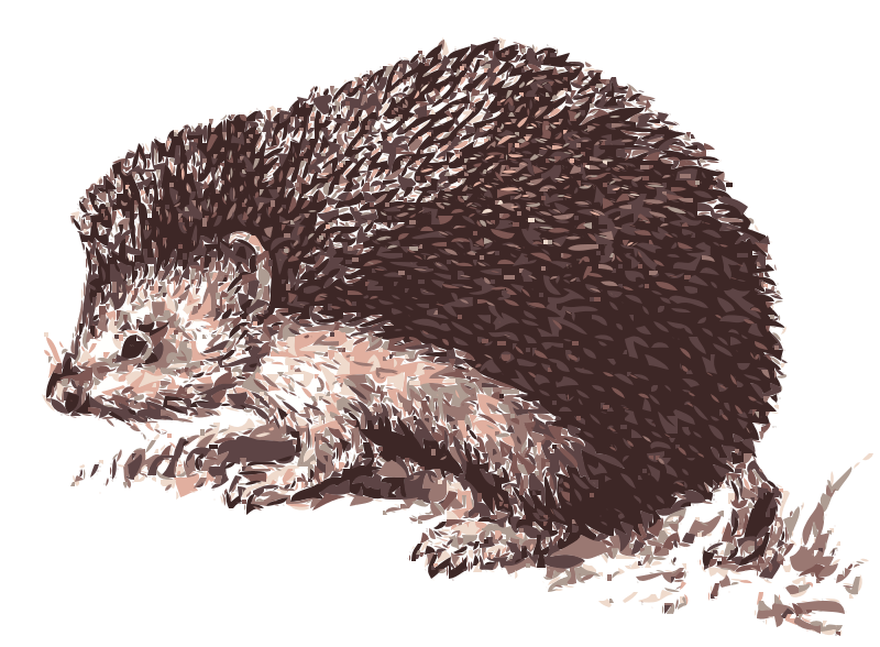 Daurian Hedgehog