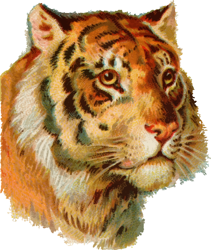 Isolated Tiger Head