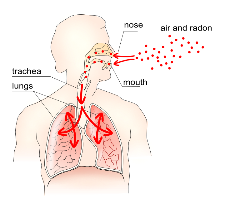 Radon entering human respiratory system