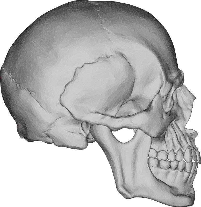 3D Skull Face Profile