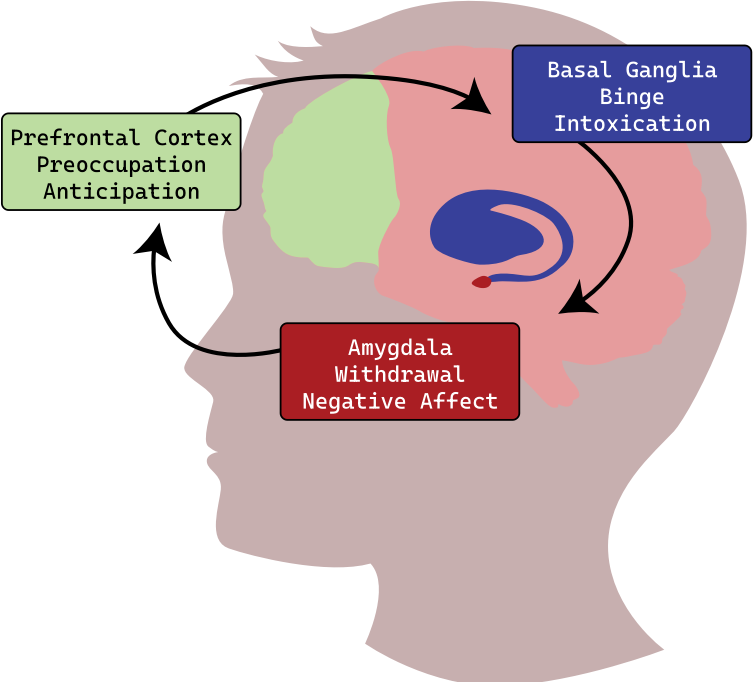 Three Stage Addiction Cycle - Brain Profile with Regions