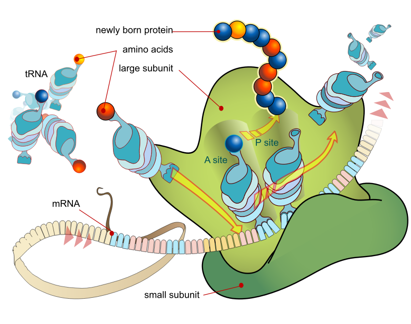 Translation mechanism in a ribosome