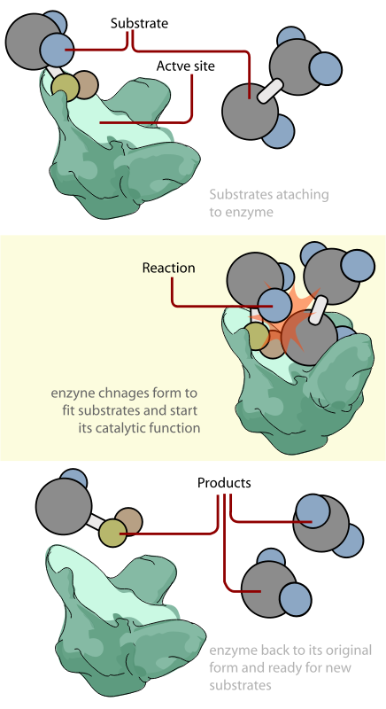 Induced fit model of enzymes