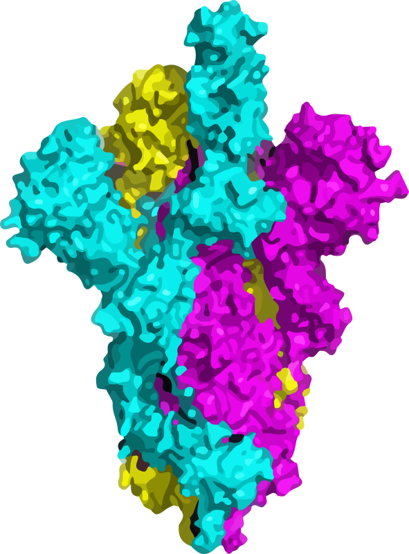 SARS-Cov 2spike protein