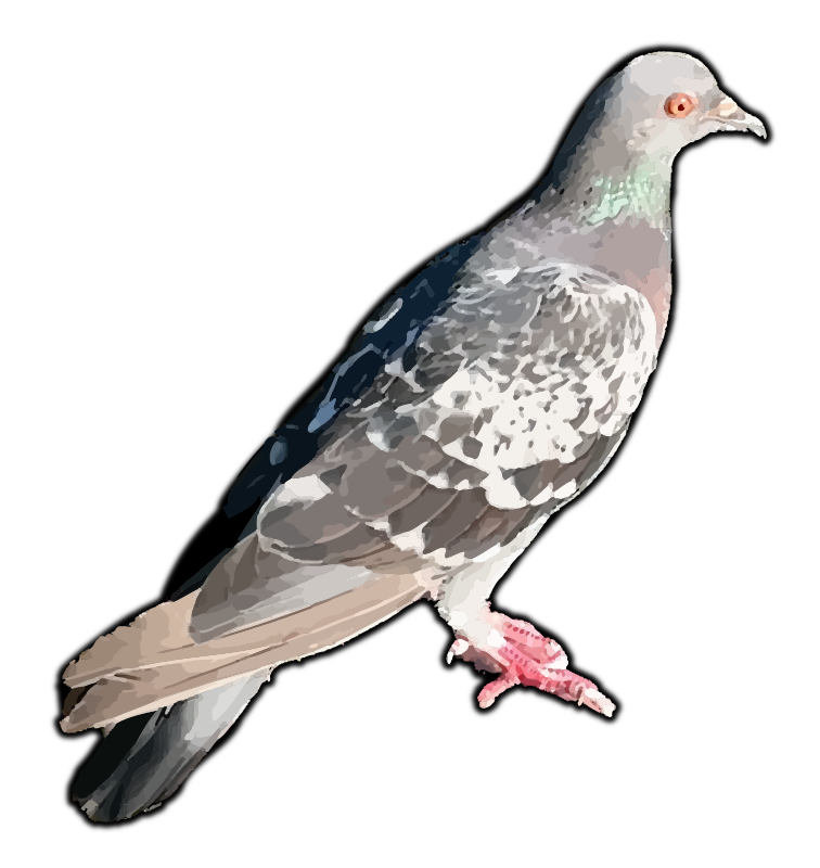 Realistic Pigeon