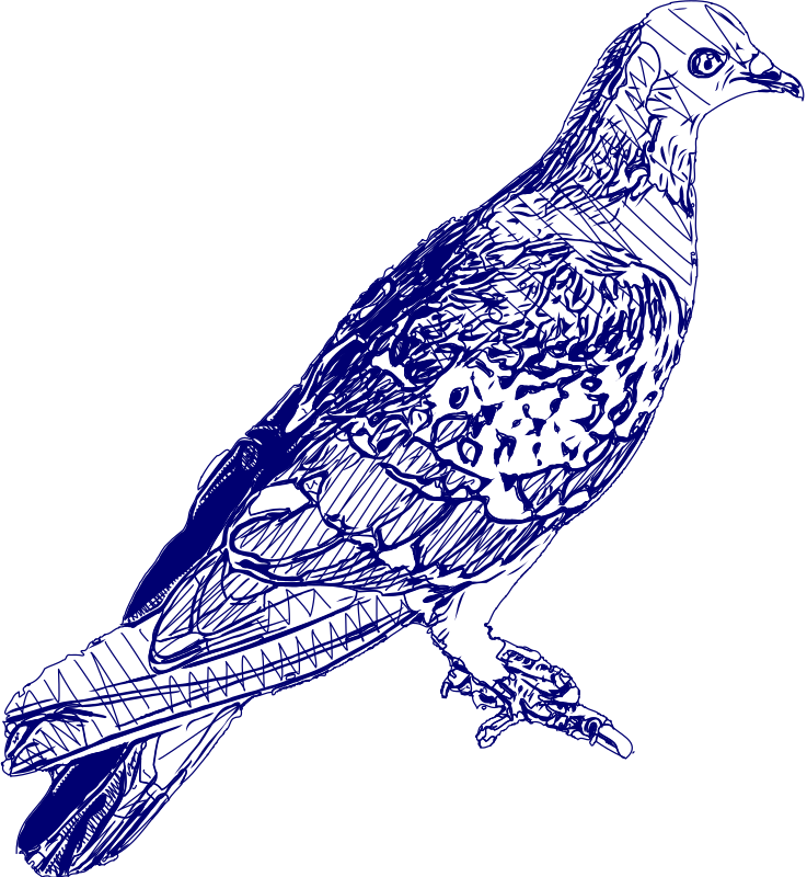 Pigeon Doodle