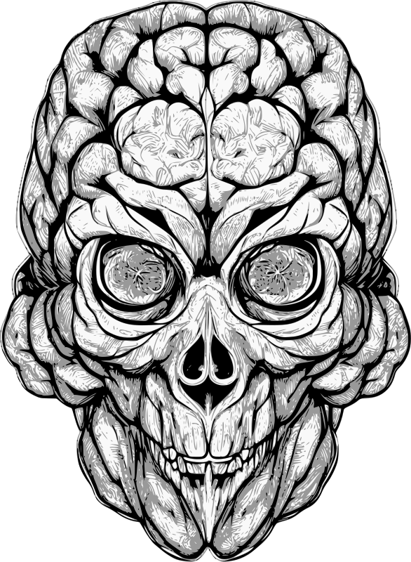 Brain Skull