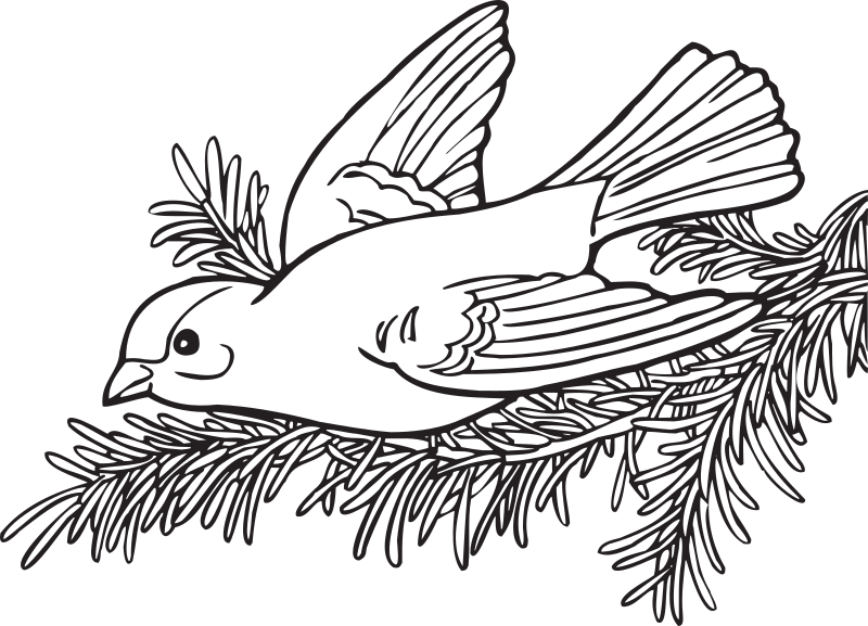 Coloring Book Willow Goldfinch