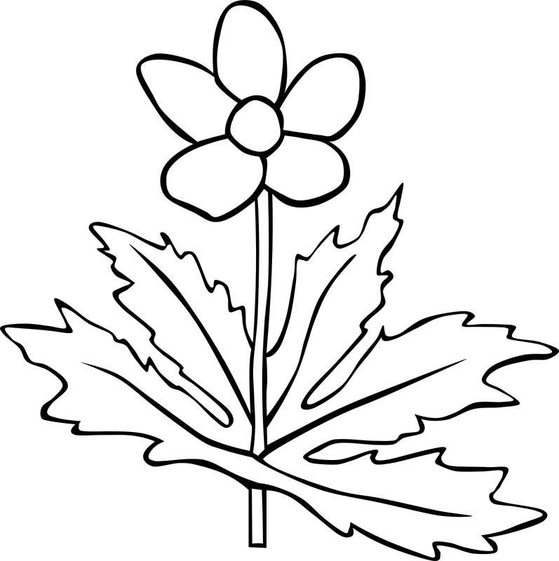 Anemone Canadensis Flower Outline