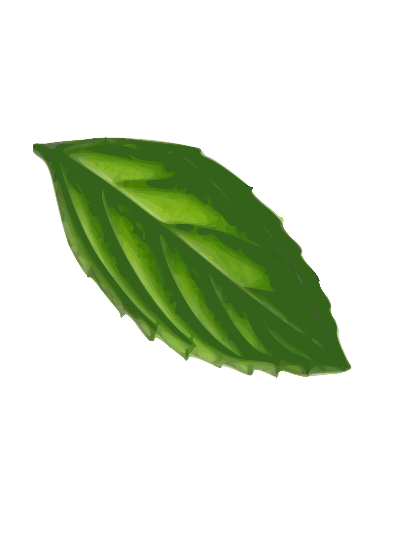 Mint Leaf( traced)