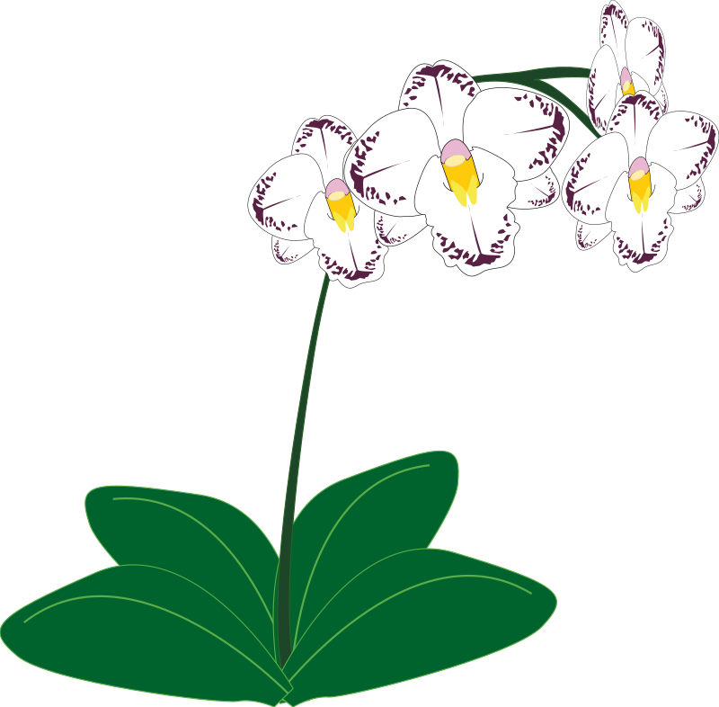 orchid flower clip art free - photo #16