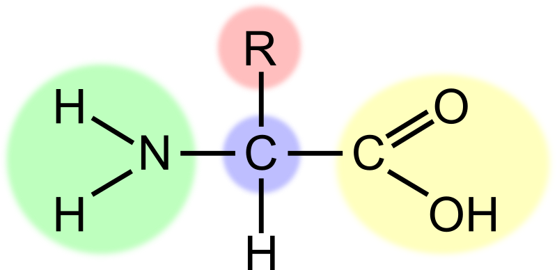 Amino acid (highlight) by J Alves The general structure of amino acids, protein's building Amino acid (highlight) by J Alves The general structure of amino acids, protein's building