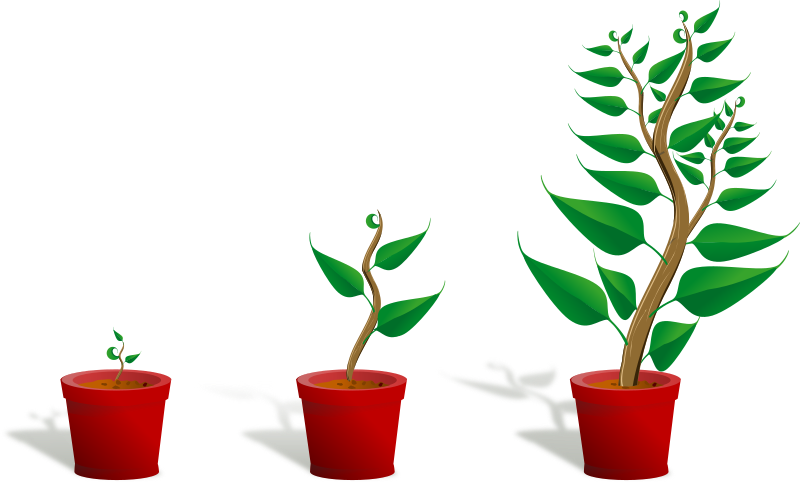 Green plant in its pot in three different phases of growth