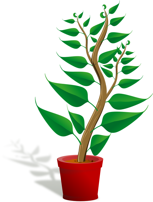 Green tall plant in its pot