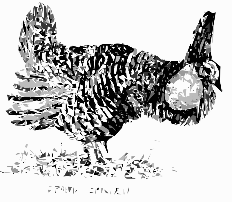 Prairie Chicken Bird