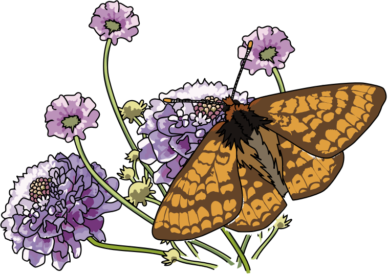 Papillon Damier de la succise - Marsh fritillary butterfly