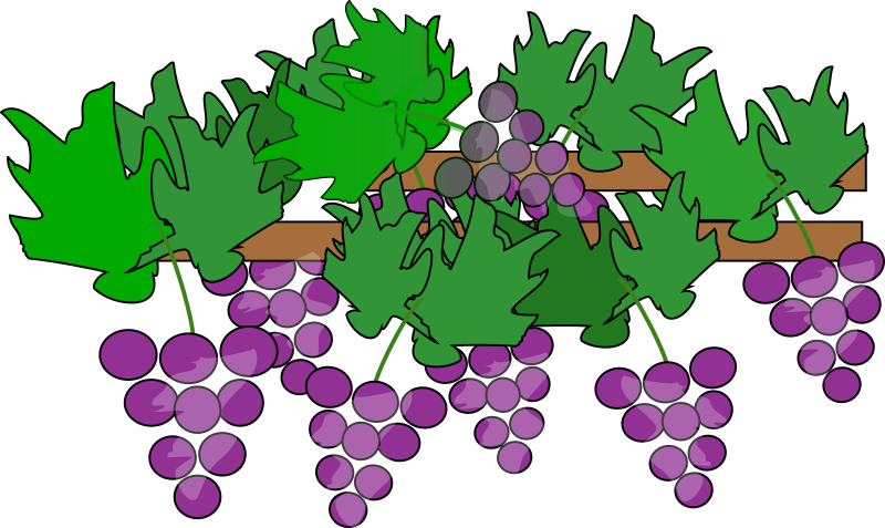 Grapes Growing for Wine