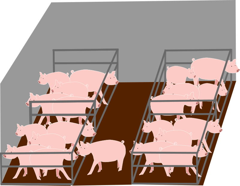 Inside pigs industrial farm - A l'intérieur d'un élevage industriel de cochons