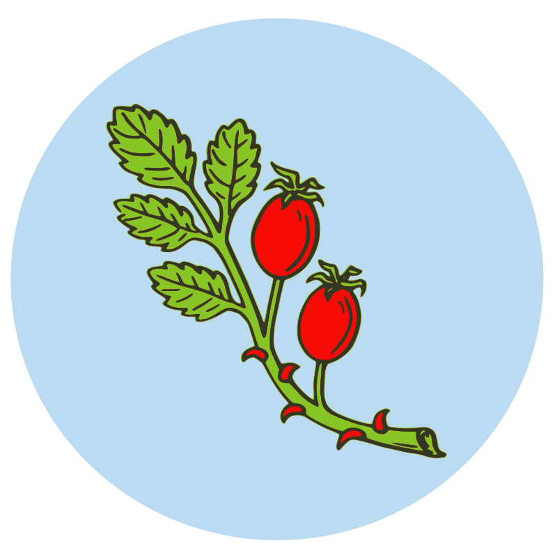 Rose Hip Fruit