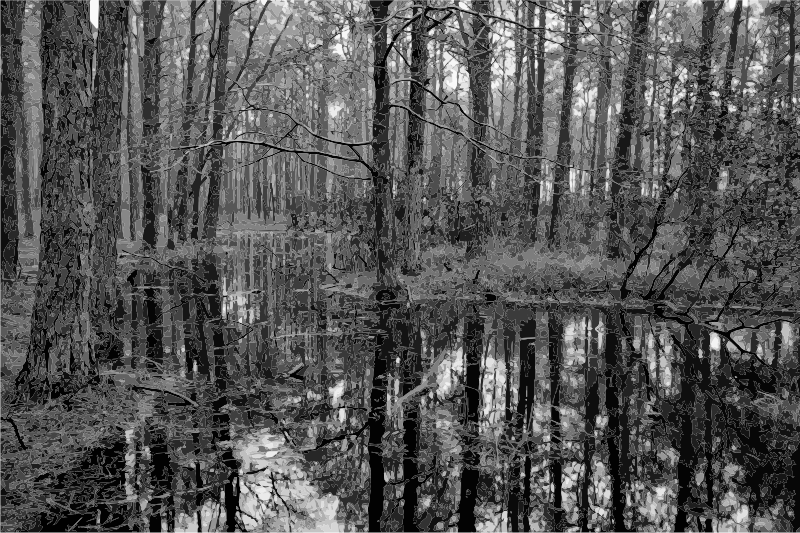 Swamp 2 Grayscale 