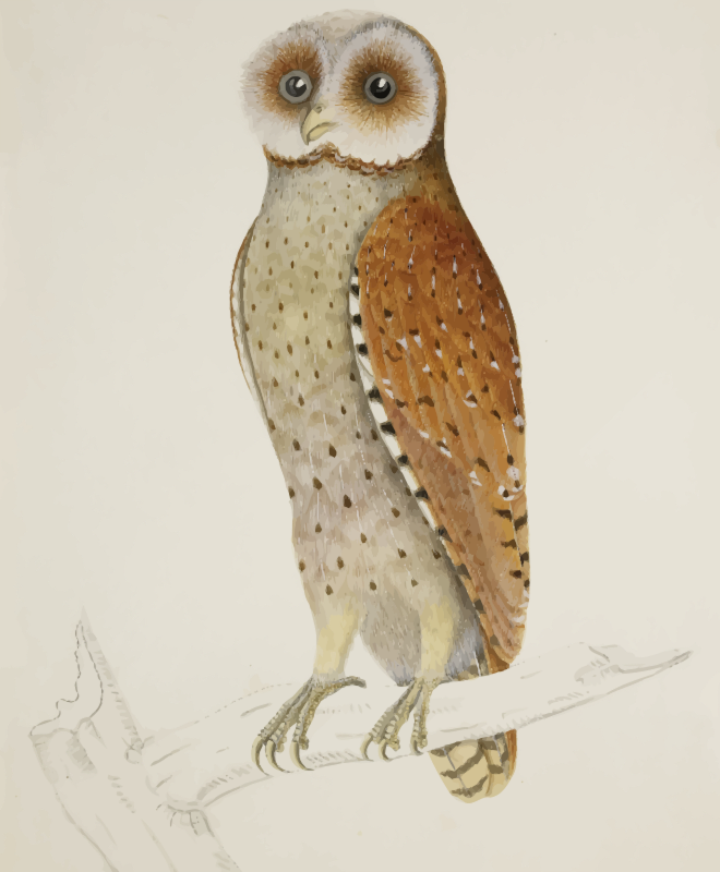 Bay owl (colour)