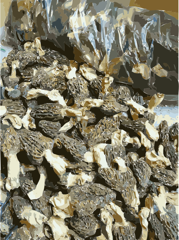 Chinese factory directly supply dry mushroom - Porcini, Shiitake, Champignons 1