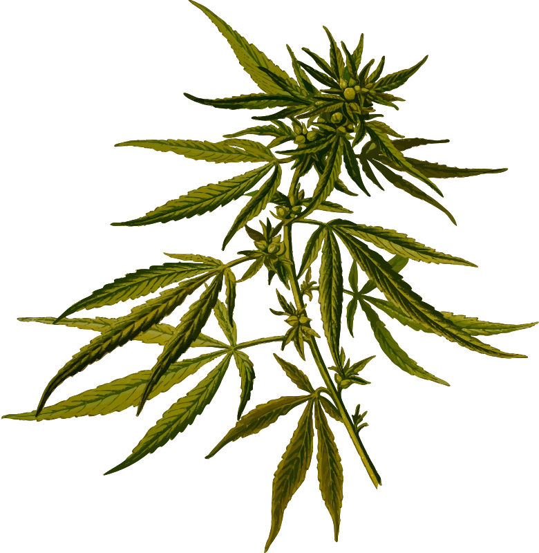 Cannabis (detailed) 