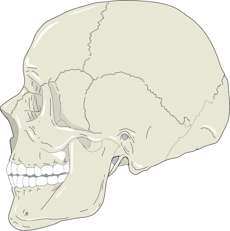 Realistic Human Skull Profile View