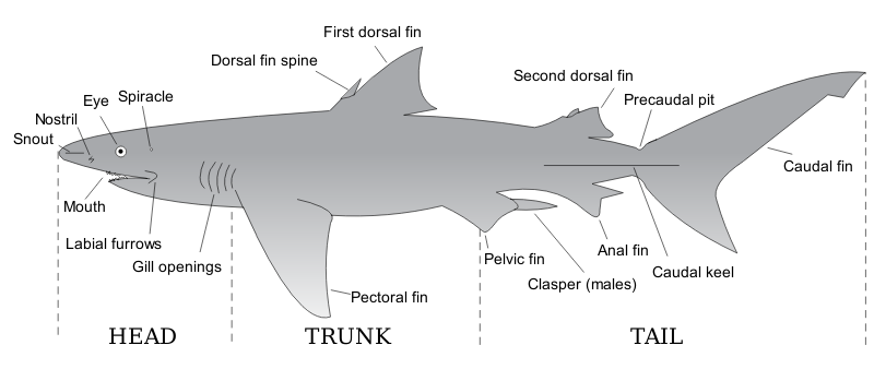 Parts of a Shark