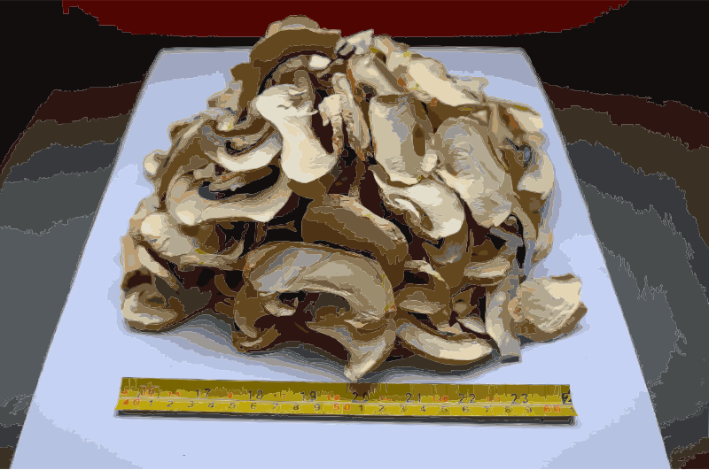 Chinese factory directly supply dry mushroom - Porcini, Shiitake, Champignons