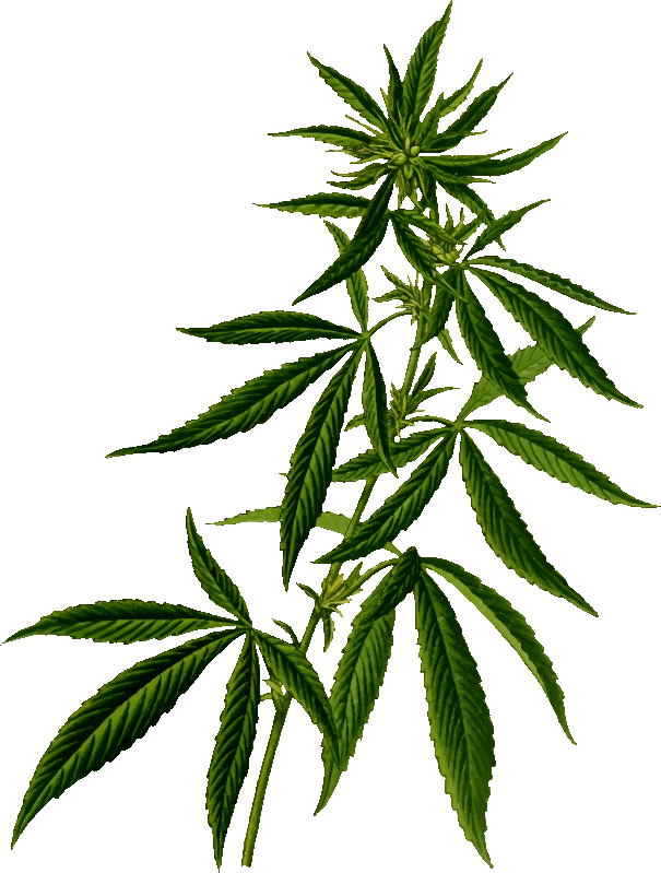 Cannabis 2
