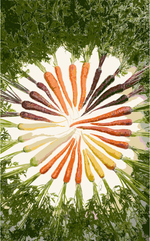 Carrots of many colors