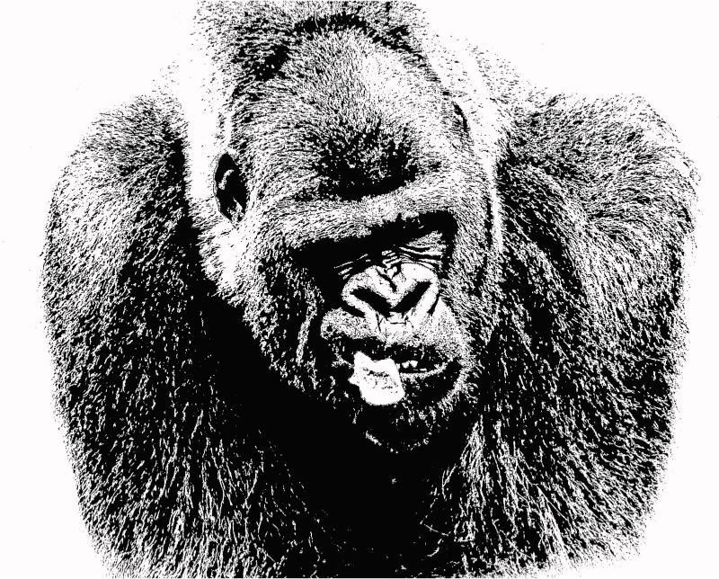 Male Lowland Gorilla Closeup
