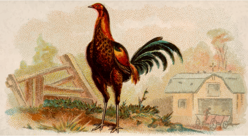 Cigarette card - Brown Breasted Red Game Cock