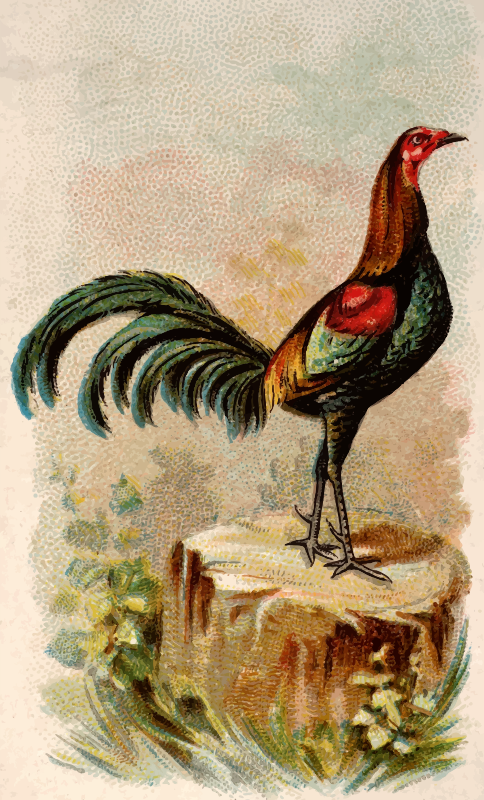 Cigarette card - Black Breasted Red Game Cock