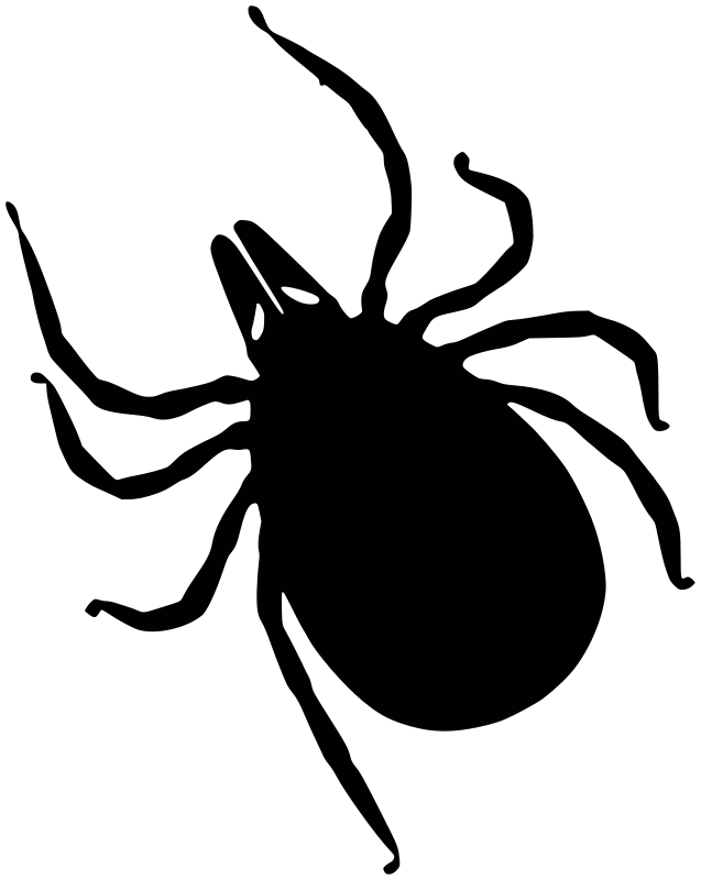 Simple tick (Ixodes ricinus) silhouette