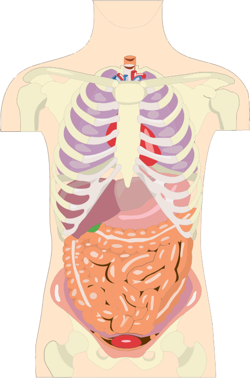 Human Organs Torso