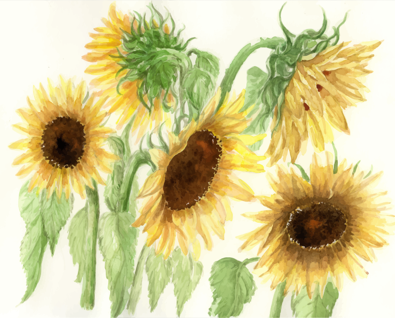 cristieleung's Sunflowers vectorised