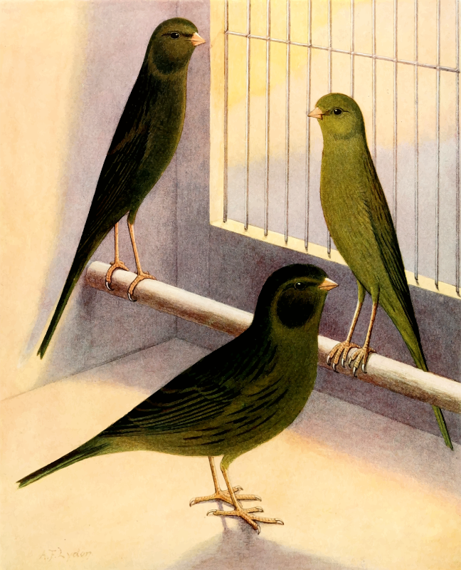 Green canaries