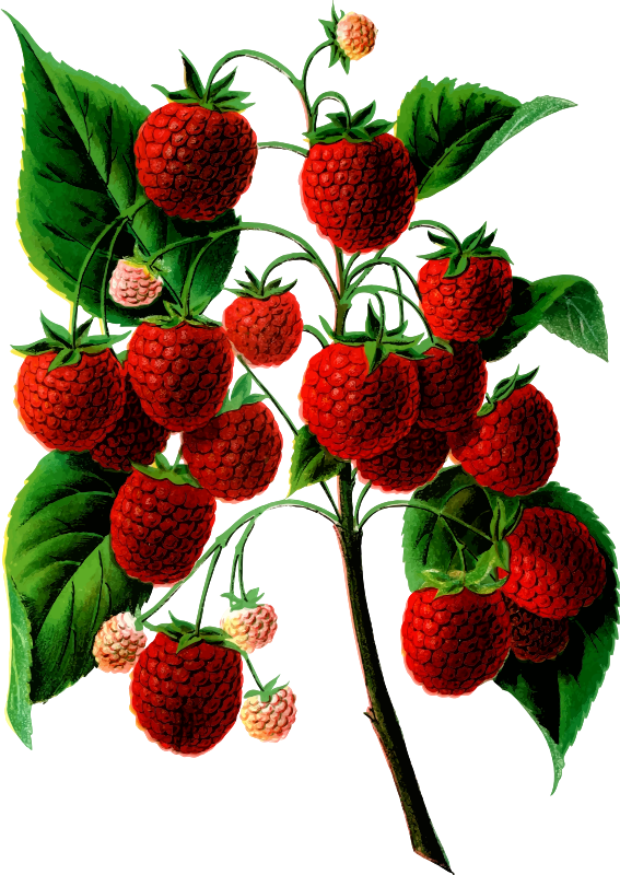 Shafer's colossal rasberries