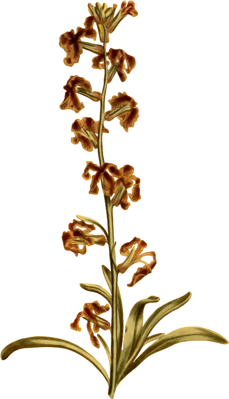 Dark-flowered stock